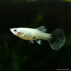 Guppy Weibchen Dumbo Dragon - Poecilia Reticulata
