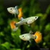 Guppy Weibchen Dumbo Platinium Red - Poecilia Reticulata