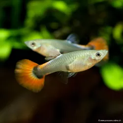 Guppy Fem. Dumbo Platinium Red - Poecilia Reticulata