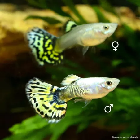 Guppy Femelle Dumbo Tiger - Poecilia Reticulata