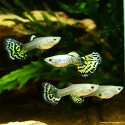 Guppy Fem. Dumbo Tiger - Poecilia Reticulata