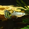 Guppy Weibchen Dumbo Tiger - Poecilia Reticulata