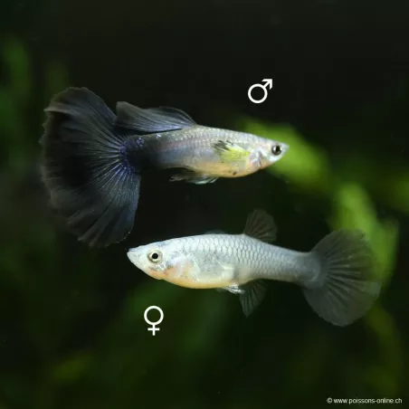 Guppy Femelle Electric Blue - Poecilia Reticulata