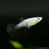 Guppy Femelle Electric Blue - Poecilia Reticulata
