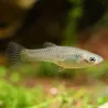 Guppy Weibchen Endler - Poecilia Wingei