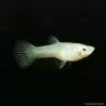 Guppy Femelle Endler- Green Cobra - Poecilia Wingei