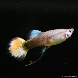 Guppy Femelle Flame - Poecilia Reticulata