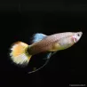 Guppy Femelle Flame - Poecilia Reticulata