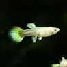 Guppy Fem. Full Golden - Poecilia Reticulata
