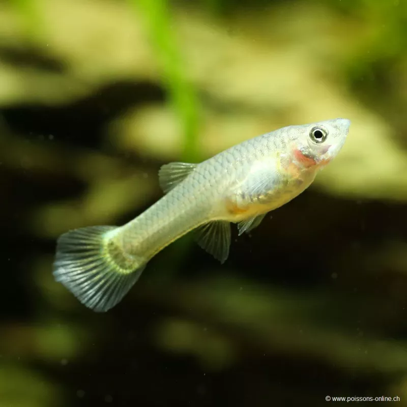 Guppy Fem. Giallo Tedesco - Poecilia Reticulata