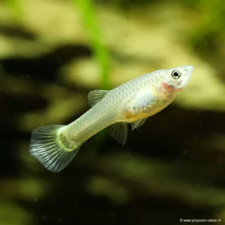 Guppy Fem. Giallo Tedesco - Poecilia Reticulata