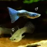 Guppy Femelle Green Moscow - Poecilia Reticulata