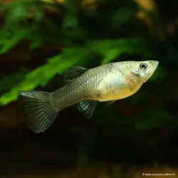 Guppy Femelle Green Moscow - Poecilia Reticulata