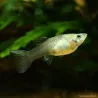 Guppy Femelle Green Moscow - Poecilia Reticulata