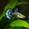 Guppy Weibchen Ivory Yellow - Poecilia Reticulata
