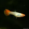Guppy Femelle Koï - Poecilia Reticulata