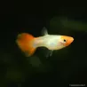 Guppy Weibchen Koï - Poecilia Reticulata