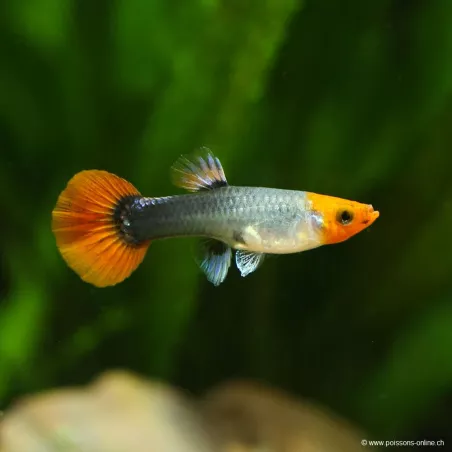 Guppy Fem. Koï Tuxedo - Poecilia Reticulata
