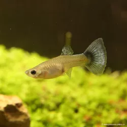 Guppy Femelle Miracle Mosaic - Poecilia Reticulata