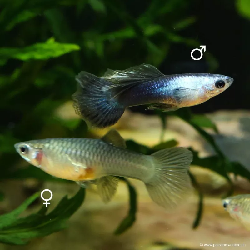 Guppy Fem. Panda - Poecilia Reticulata
