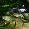 Guppy Fem. Panda - Poecilia Reticulata