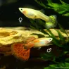 Guppy Femelle Pigeon Blood - Poecilia Reticulata