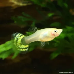 Guppy Femelle Pigeon Blood - Poecilia Reticulata