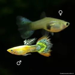 Guppy Weibchen Purple Grass - Poecilia Reticulata