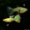 Guppy Weibchen Purple Grass - Poecilia Reticulata