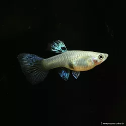 Guppy Femelle Purple Grass - Poecilia Reticulata