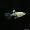 Guppy Femelle Purple Grass - Poecilia Reticulata