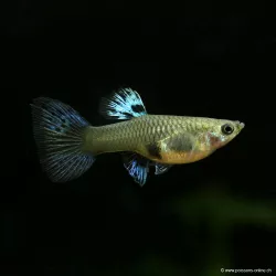 Guppy Femelle Purple Grass - Poecilia Reticulata