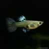Guppy Femelle Purple Grass - Poecilia Reticulata