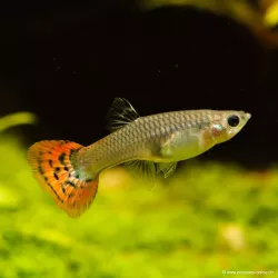 Guppy Fem. Cobra Rossa - Poecilia Reticulata