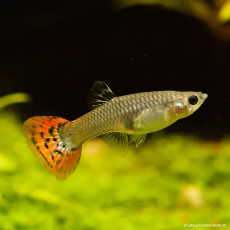 Guppy Fem. Cobra Rossa - Poecilia Reticulata