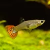 Guppy Fem. Cobra Rossa - Poecilia Reticulata