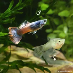 Guppy Femelle Red Saphire - Poecilia Reticulata