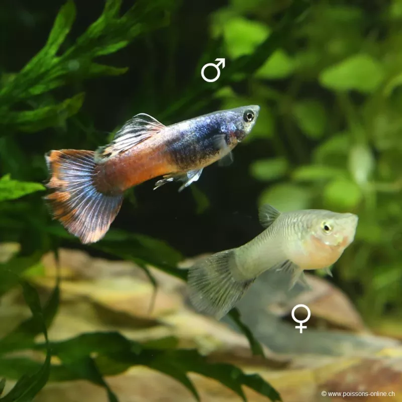 Guppy Femelle Red Saphire - Poecilia Reticulata