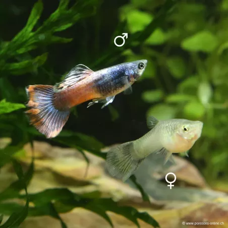 Guppy Femelle Red Saphire - Poecilia Reticulata