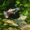 Guppy Femelle Red Saphire - Poecilia Reticulata