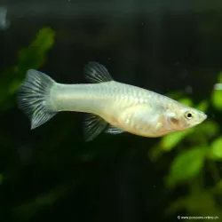 Guppy Femelle Red Saphire - Poecilia Reticulata