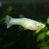 Guppy Femelle Red Saphire - Poecilia Reticulata