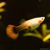 Guppy Weibchen Red Tuxedo - Poecilia Reticulata