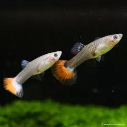 Guppy Fem. Rosso - Poecilia Reticulata