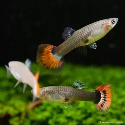 Guppy Fem. Rosso - Poecilia Reticulata