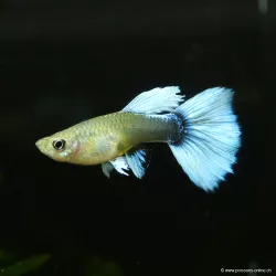 Guppy Weibchen Santa Clauss - Poecilia Reticulata