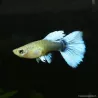 Guppy Weibchen Santa Clauss - Poecilia Reticulata
