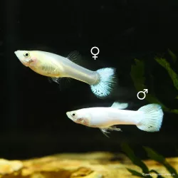 Guppy Fem. Bianco Come La Neve - Poecilia Reticulata