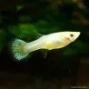 Guppy Fem. Bianco Come La Neve - Poecilia Reticulata