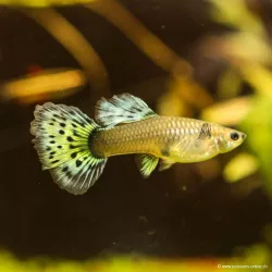 Guppy Weibchen Yellow Cobra - Poecilia Reticulata